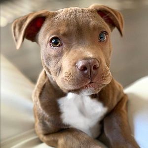 Meet your Posher, Mercedes